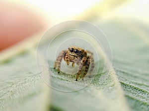 Cute little jumping spider