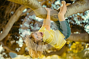 Cute little kid boy enjoying climbing on tree on summer day. Kids climbing trees, hanging upside down on a tree in a