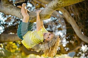Cute little kid boy enjoying climbing on tree on summer day. Kids climbing trees, hanging upside down on a tree in a