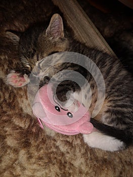 Cute little kitten asleep with pillow