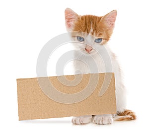 Cute little kitten and blank piece of cardboad on white background. Lonely pet