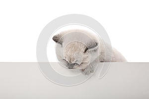 Cute little kitten with blank poster on white background