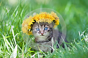 Cute little kitten crowned with a chaplet of dandelion