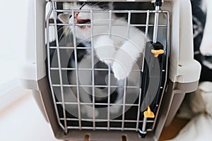 Cute little kitten crying in carrier box. Sweet sad kitty closed in transportation cage. Adoption