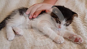 a cute little kitten falls asleep and is stroked by a child's hand. relationship and love of man and animals.