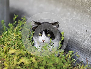 Cute little kitten funny peeking from behind the grass