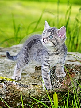 A cute little kitten