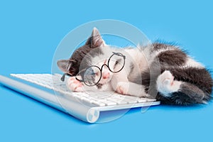 Cute little kitten in glasses fell asleep on keyboard on working desk place. Pet cat sleep on pc keyboard laptop