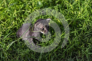 Cute little kitten on green summer grass. Little kitty with blue eyes and small ears. Curious cat baby walk outdoor.