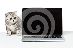 cute little kitten looking at laptop with blank screen