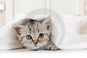 Cute little kitten looks out from under the blanket