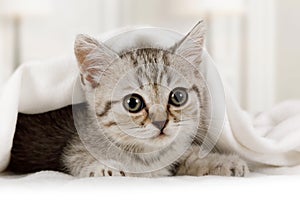 Cute little kitten looks out from under the blanket indoors