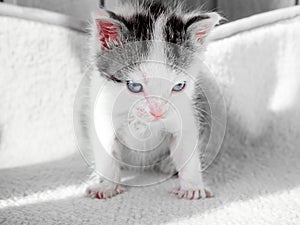 A cute little kitten looks on something frown. Cute little kitty on a white carpet evil look