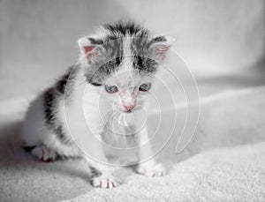 A cute little kitten looks on something frown. Sweet kitty on a white carpet evil look