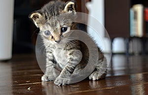 Cute little kitten lying photo