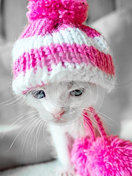 A cute little kitten in a pink knitted hat with pompoms looks on something frown. Cute little kitty in hat on a white