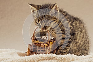 Cute little kitten playing alone