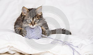 Cute little kitten playing in a bed