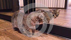 Cute little kitten playing with his reflection in the mirror. Funny Animal