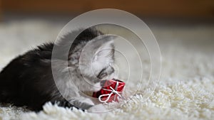 Cute little kitten playing with red gift box