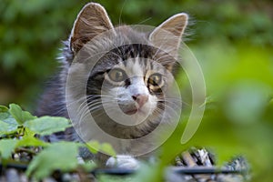 Cute little kitten on a reed roof with green leaves