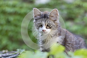 Cute little kitten on a reed roof watching into the camera photo