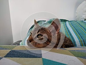 Lindo pequeno gatito relajante sobre el almohada 