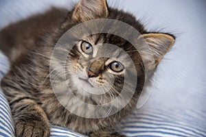 Cute little kitten resting in a bed