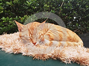 little kitten resting