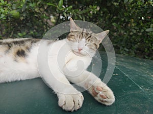 little kitten resting