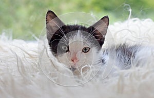 Cute little kitten resting on soft plaid