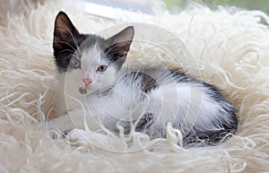 Cute little kitten resting on soft plaid
