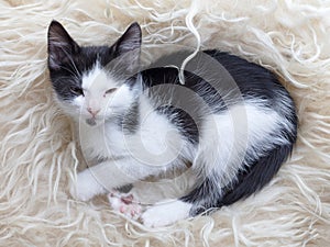 Cute little kitten resting on soft plaid