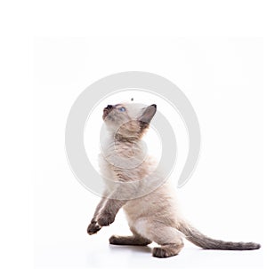 A cute little kitten of the Siamese Thai breed stood on its hind legs. Isolated on white background