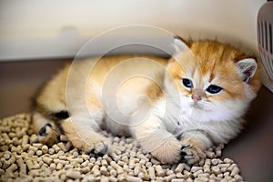 Cute little kitten sitting in the litter box with tofu cat litter, Golden British Shorthair kitten is sleepy