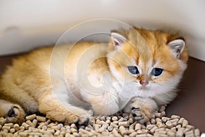 Cute little kitten sitting in the litter box with tofu cat litter, Golden British Shorthair kitten is sleepy.