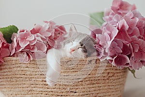 Cute little kitten sleeping in basket with beautiful pink flowers. Adorable kitty in flowers. Adopt