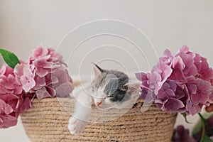 Cute little kitten sleeping in basket with beautiful pink flowers. Adorable kitty napping in flowers