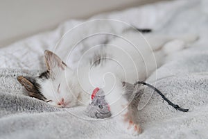 Cute little kitten sleeping with mouse toy on soft bed. Portrait of  sleepy kitty. Sweet dreams