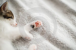 Cute little kitten sleeping on soft bed, paw pads close up. Adorable sleepy kitty relaxing on bed