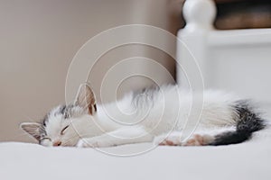 Cute little kitten sleeping on soft bed. Portrait of adorable sleepy kitty on blanket. Sweet dreams