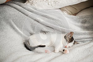 Cute little kitten sleeping on soft bed. Portrait of adorable sleepy kitty on blanket. Sweet dreams