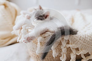 Cute little kitten sleeping on soft blanket in basket, paw with pink pads close up. Adoption