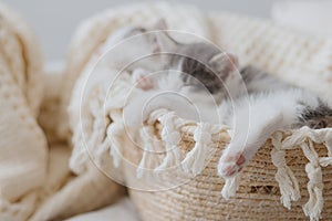 Cute little kitten sleeping on soft blanket in basket, paw with pink pads close up. Space for text