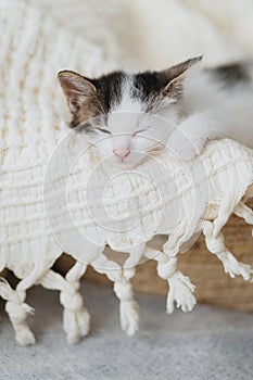 Cute little kitten sleeping on soft blanket in basket. Portrait of adorable sleepy kitty napping