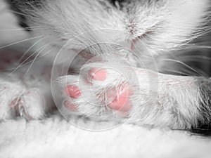 A cute little kitten sleeps on a white carpet on sun. Cute sleeping kitty close-up