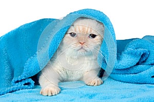 Cute little kitten under the blue blanket