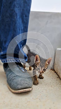 Cute little kitten walk next to man in jeans