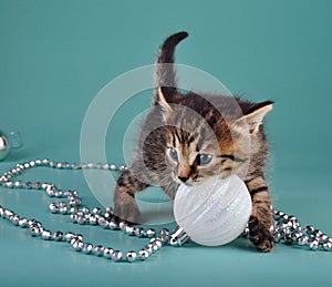 Cute little kitten with white Christmas ball