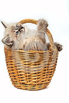 Cute little kitten in wicker basket on white background